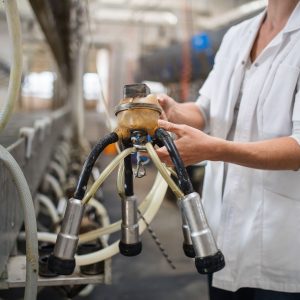 Unrecognizable woman on diary farm, milking technology in agriculture industry.